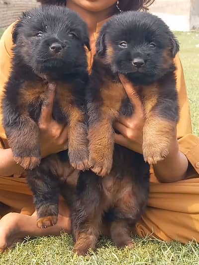 black German Shepherd puppies for sale