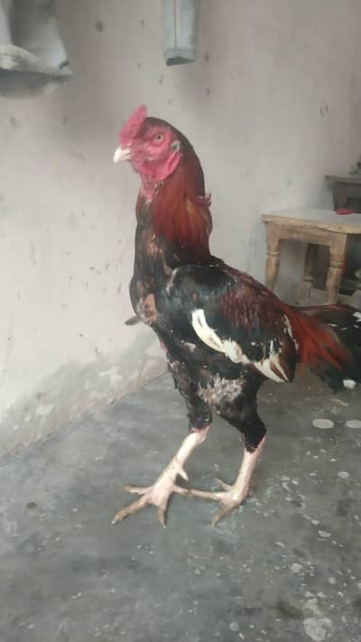 aseel for sale 10000