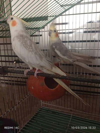 Hand tame cockatiel parrot pair