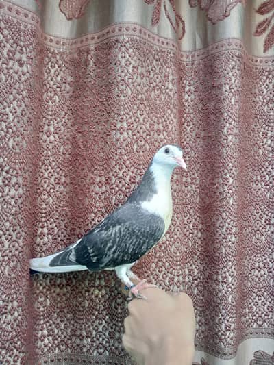 HAND TAME BABY PIGEON
