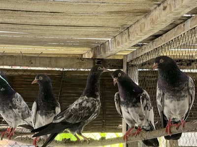 Teddy chicks available