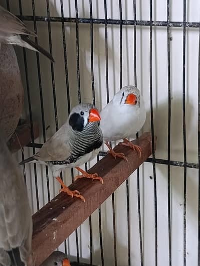 Finches Breeder Pairs For Sale