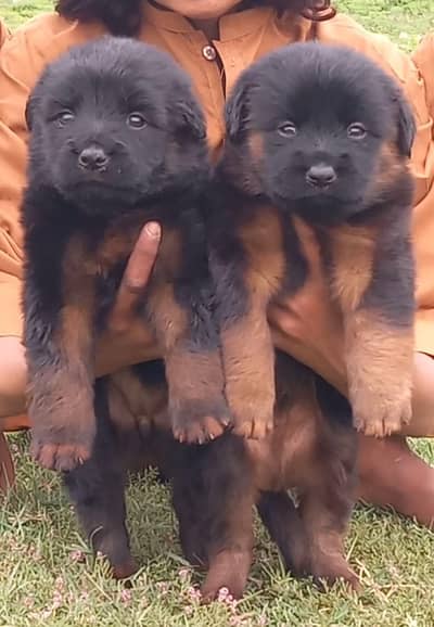 German Shepherd puppies for sale