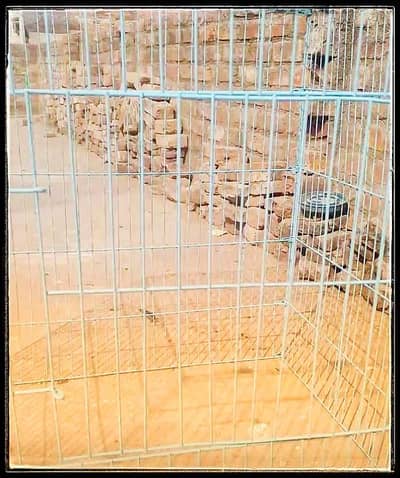 seel murge ki tokrhi