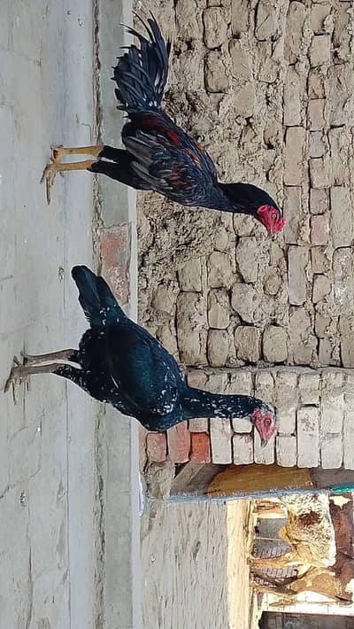 burmi patha for sale age 11 month  dragon cross pathe age 12month