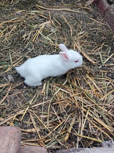 red eyes rabits babys