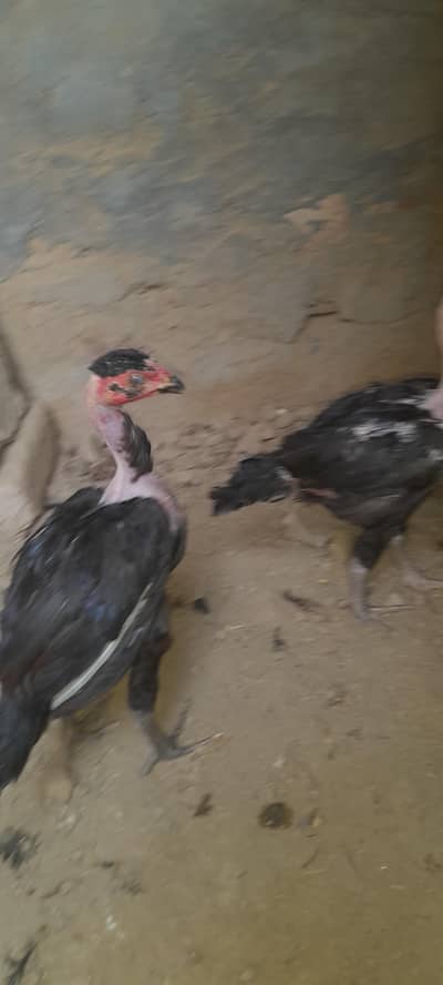 تھائی بیھنگم کنگ پئیر thai behngum king pair  jet black