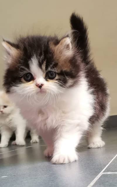 Persian kitten full punch face