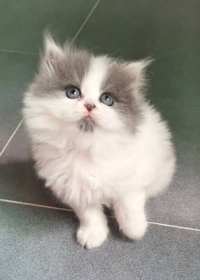 PERSIAN KITTENS FULL PUNCH FACE AVAILABLE