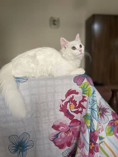 Beautiful Persian 5 months old kitten for sale available in E11/4