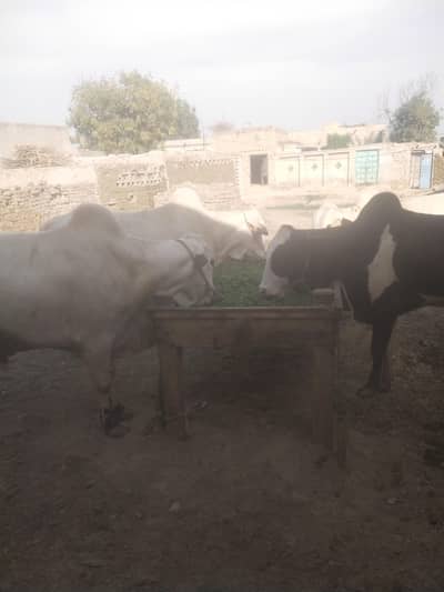 4 buls for sell 2 Dant main