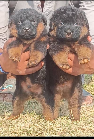 German shepherd | male Puppy | Dog for sale | Long coat