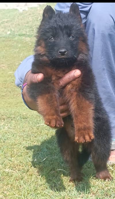 German shepherd Pair | Puppy | GSD | Dog for sale | Long coat