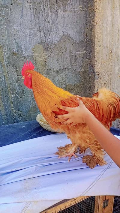 All setup for sale golden buff hens also