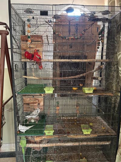 EID OFFER Beautiful Parrot With Colony Cage