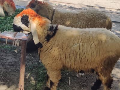 Desi Chatra | Male Sheep |  Sindhi Desi Chatra | بھیڑ |