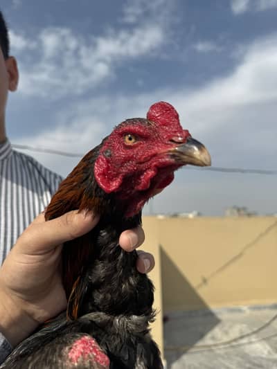 Pure Thai Aseel ( Benith pakoye) home breed