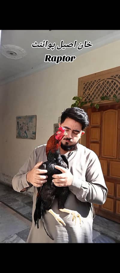 lakha Murga supreme quality for sale