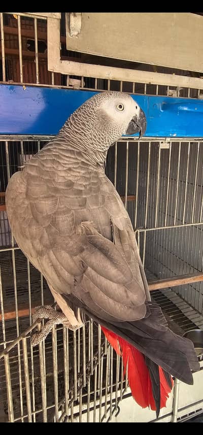 African Grey Female Ready to Breed