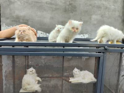 Persian male female cats and kittens
