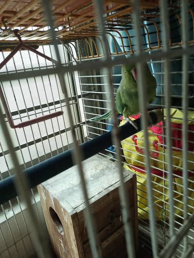 Selling female parrot.