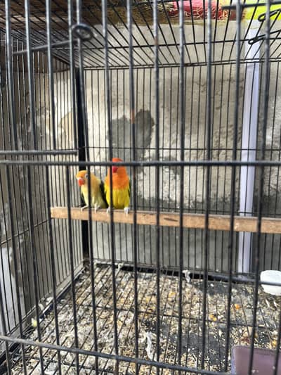 Lovebirds