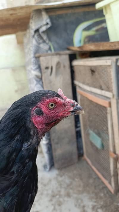 mushki female barmi cross