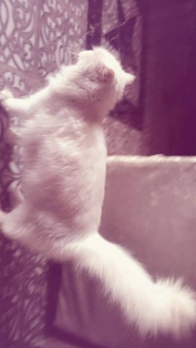 triple coated 6 months Persian (trained)