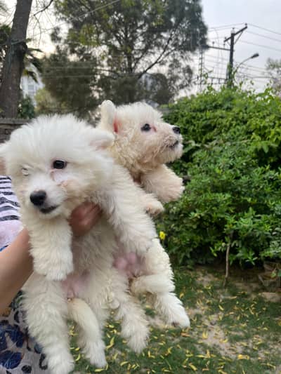 Terrier puppy for sale