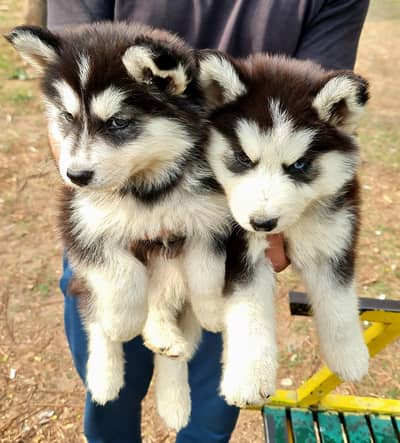  Wooly Coat Siberian Husky for Sale 
