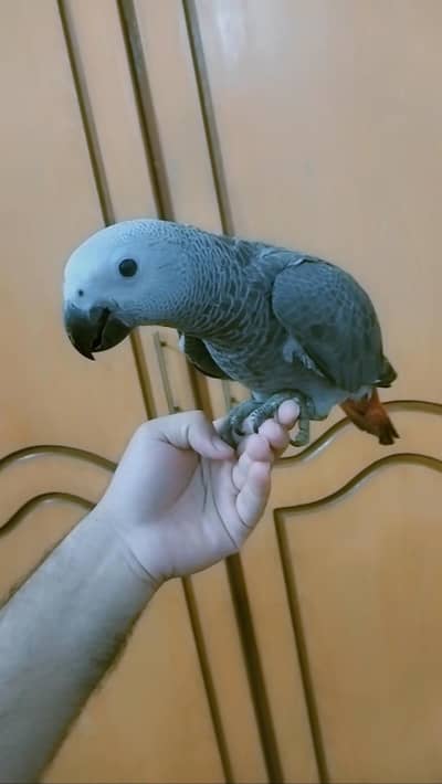 Congo African Grey Parrot 4 months old