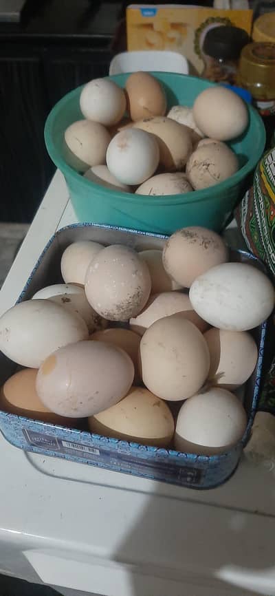 Fertile Eggs (Aseel + Desi)