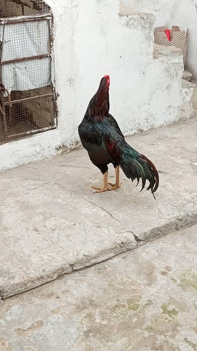 پورا شوق ہی لے لو پیار محبت کر لے گے