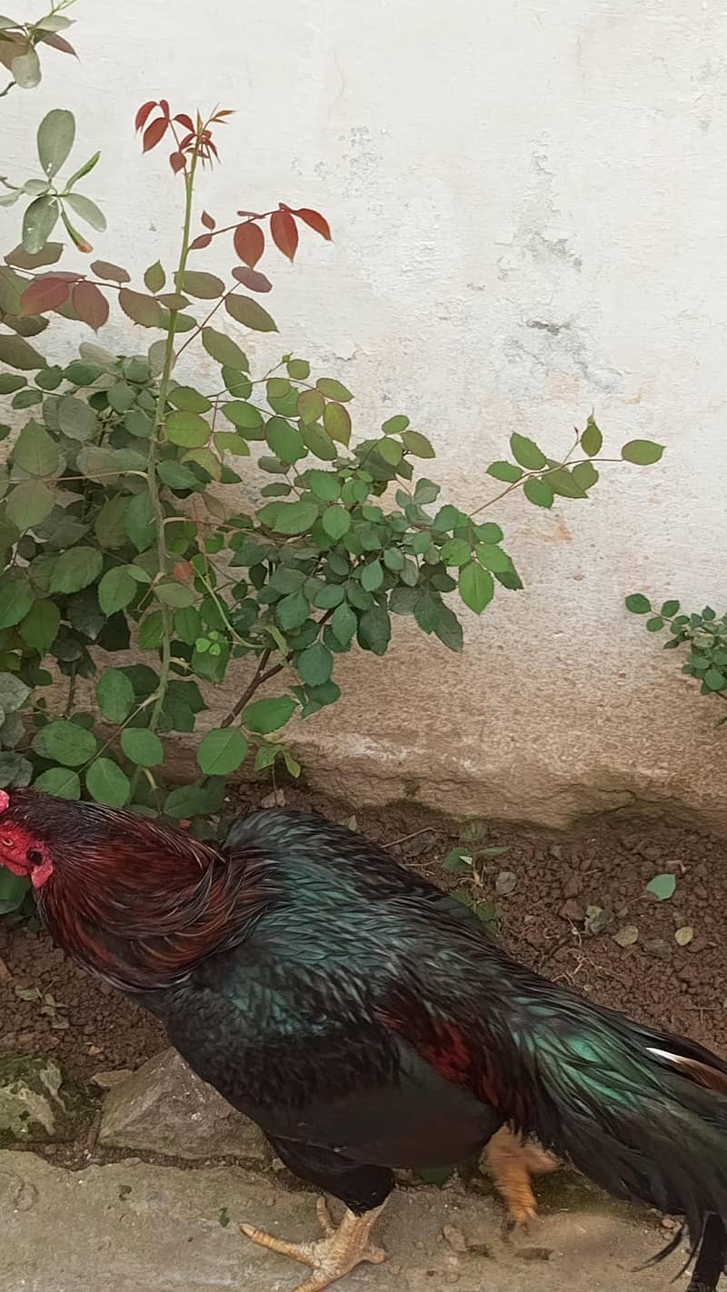 پورا شوق ہی لے لو پیار محبت کر لے گے 1