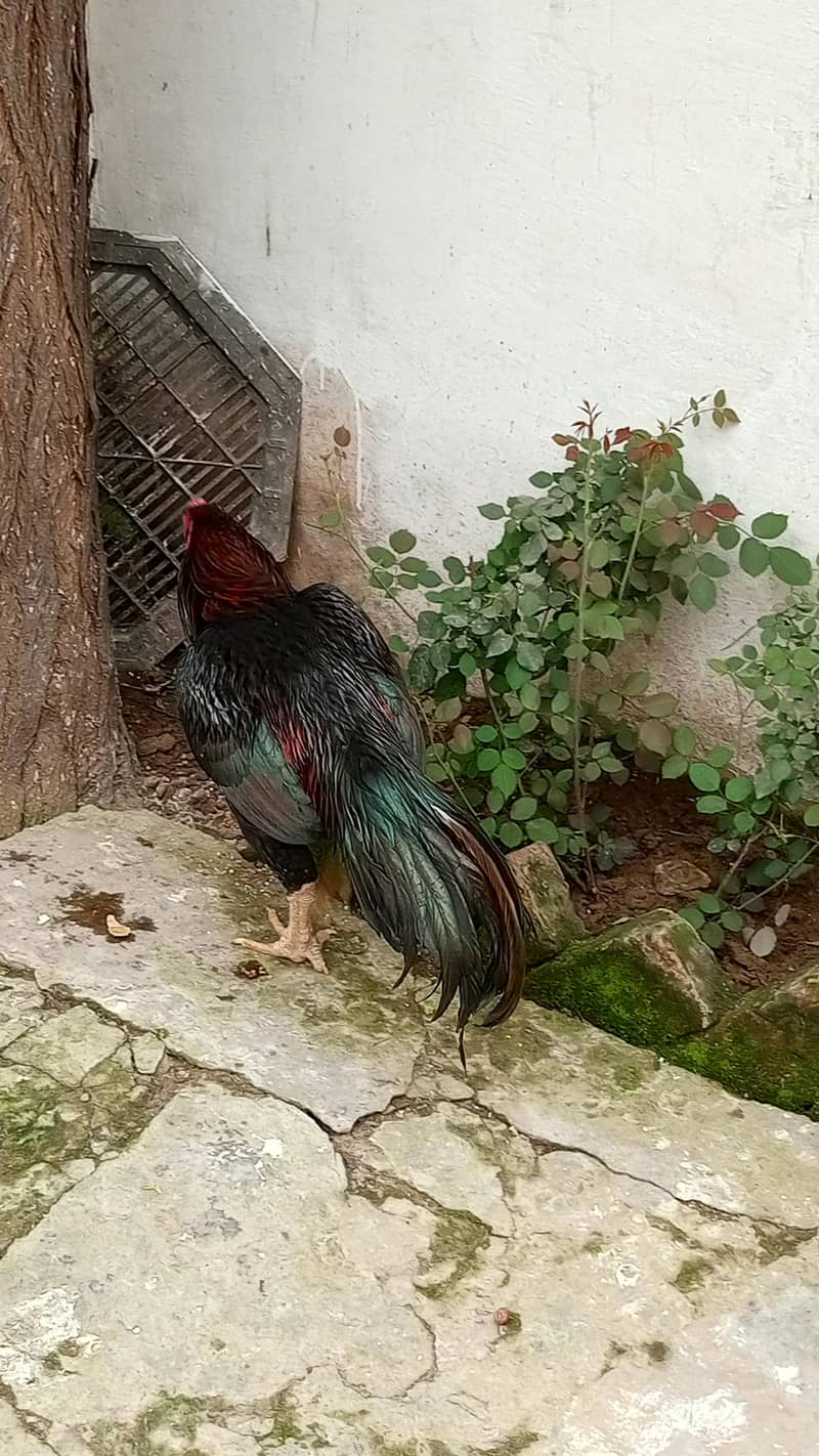 پورا شوق ہی لے لو پیار محبت کر لے گے 2