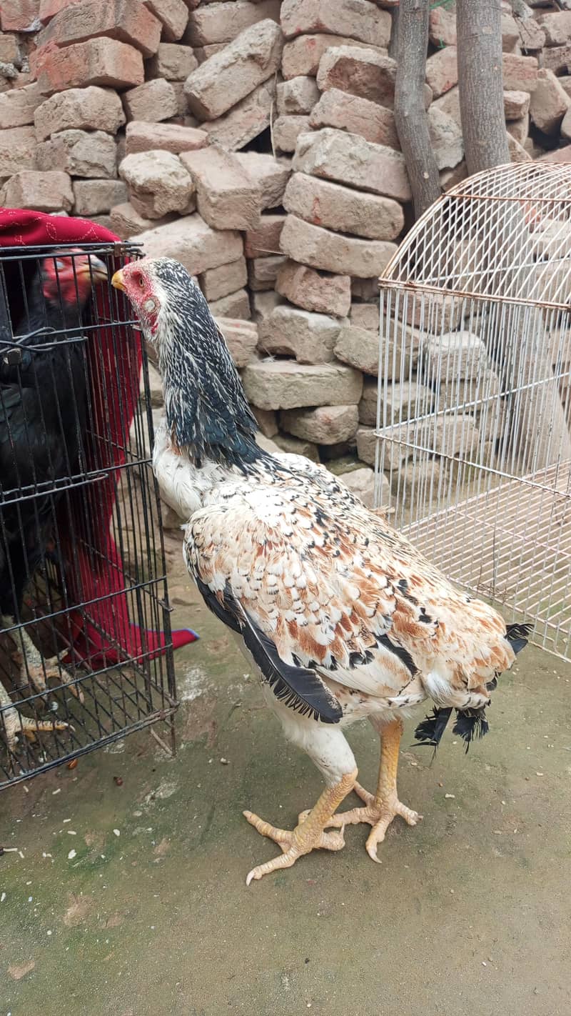 پورا شوق ہی لے لو پیار محبت کر لے گے 3