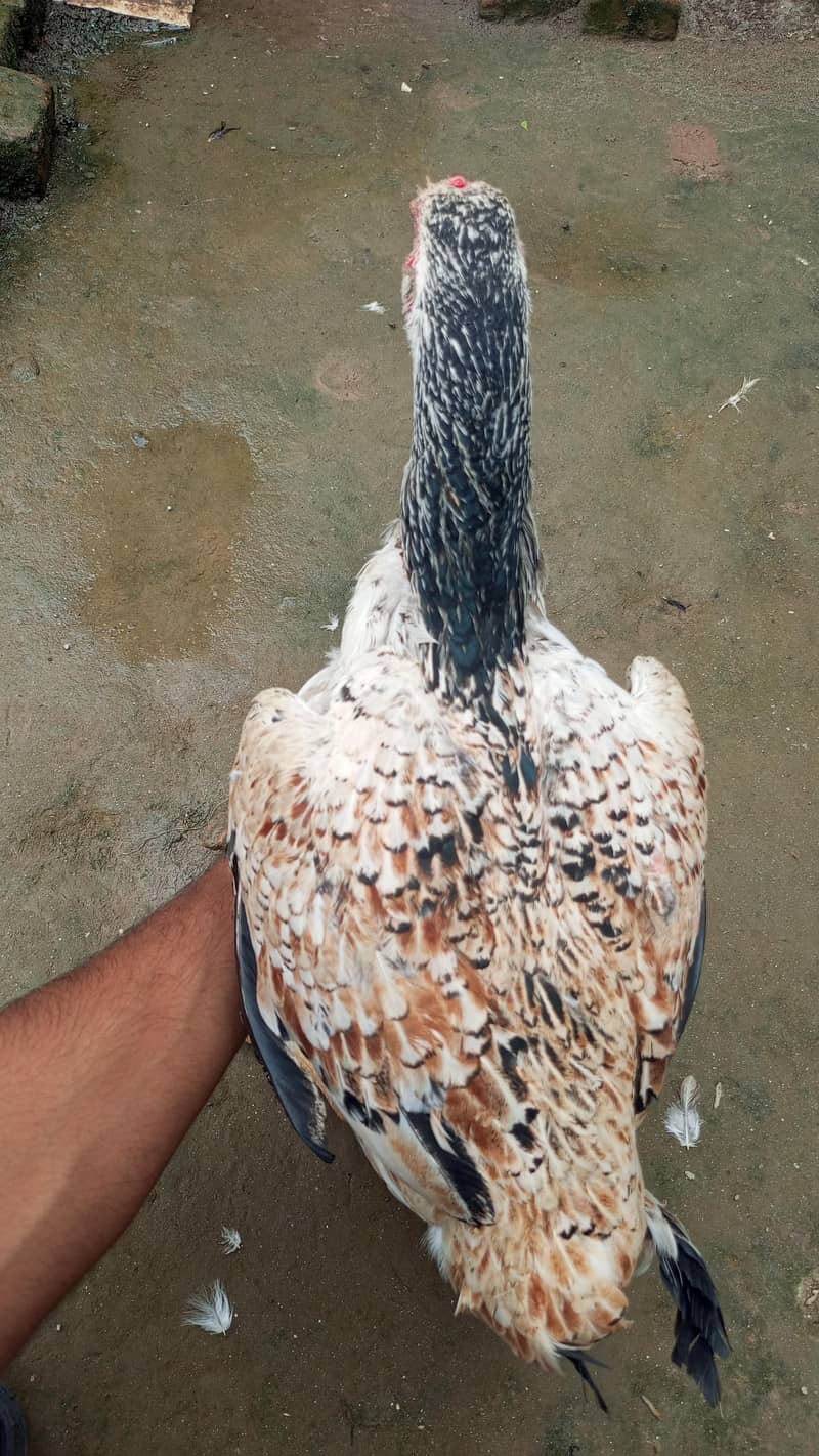 پورا شوق ہی لے لو پیار محبت کر لے گے 4