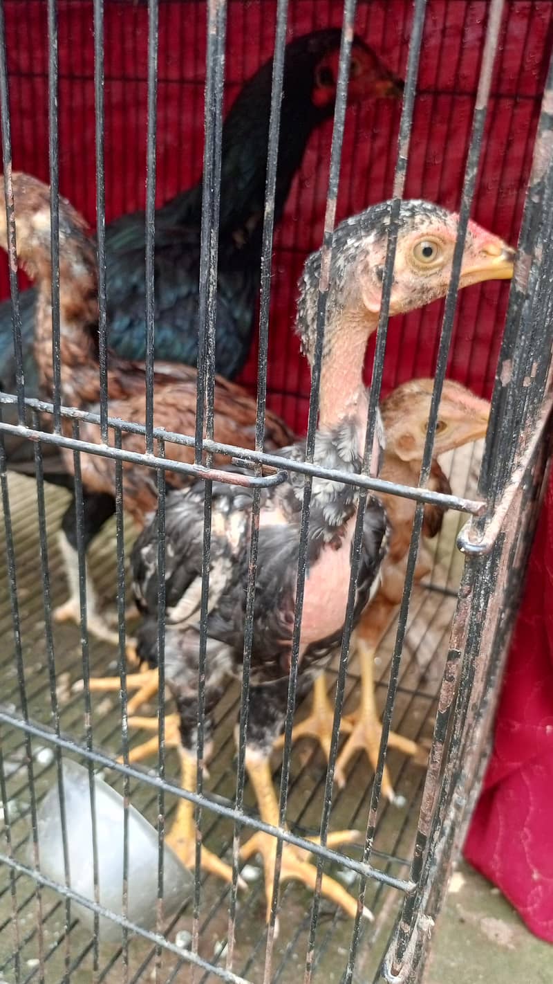 پورا شوق ہی لے لو پیار محبت کر لے گے 5