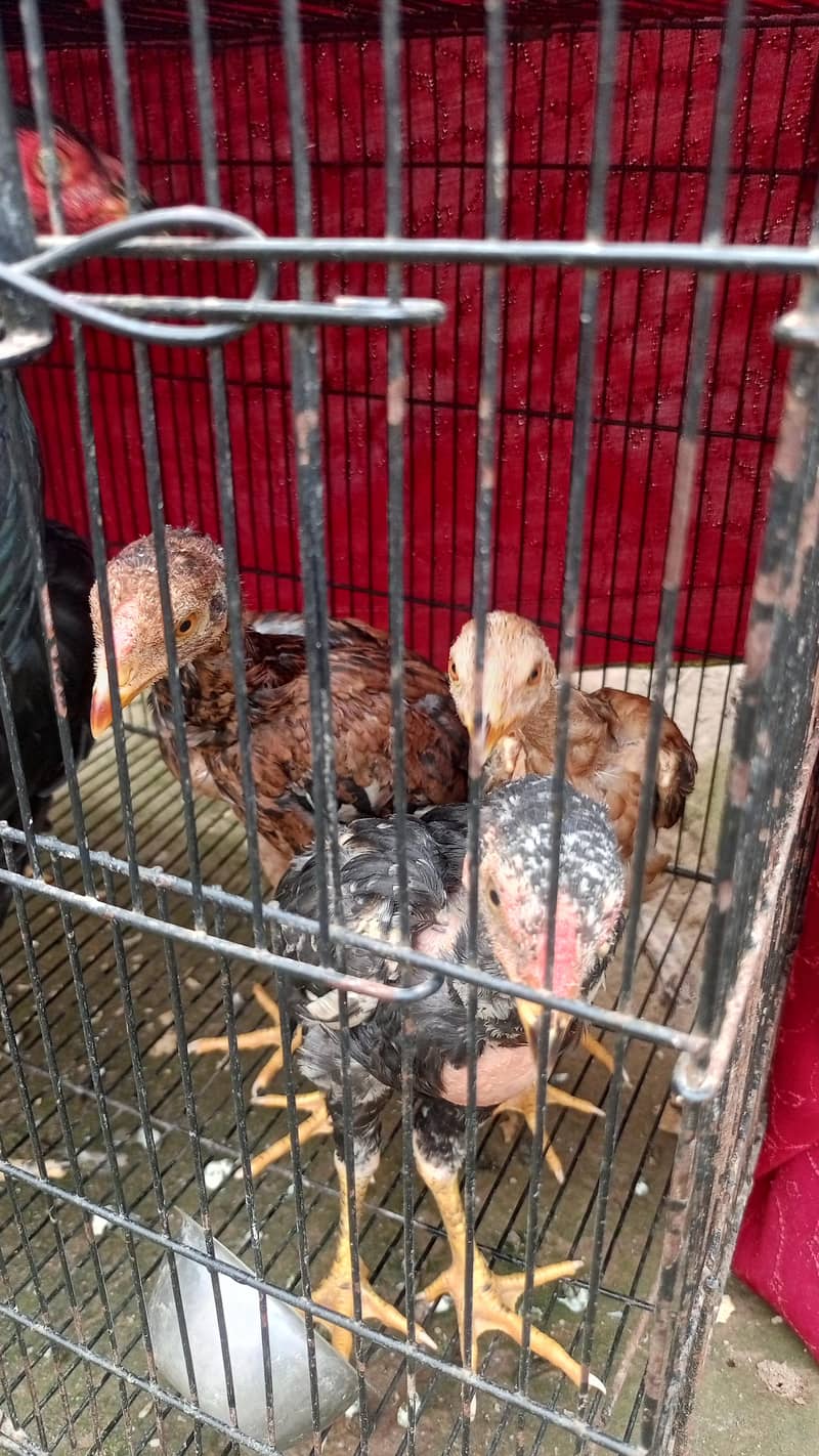 پورا شوق ہی لے لو پیار محبت کر لے گے 6