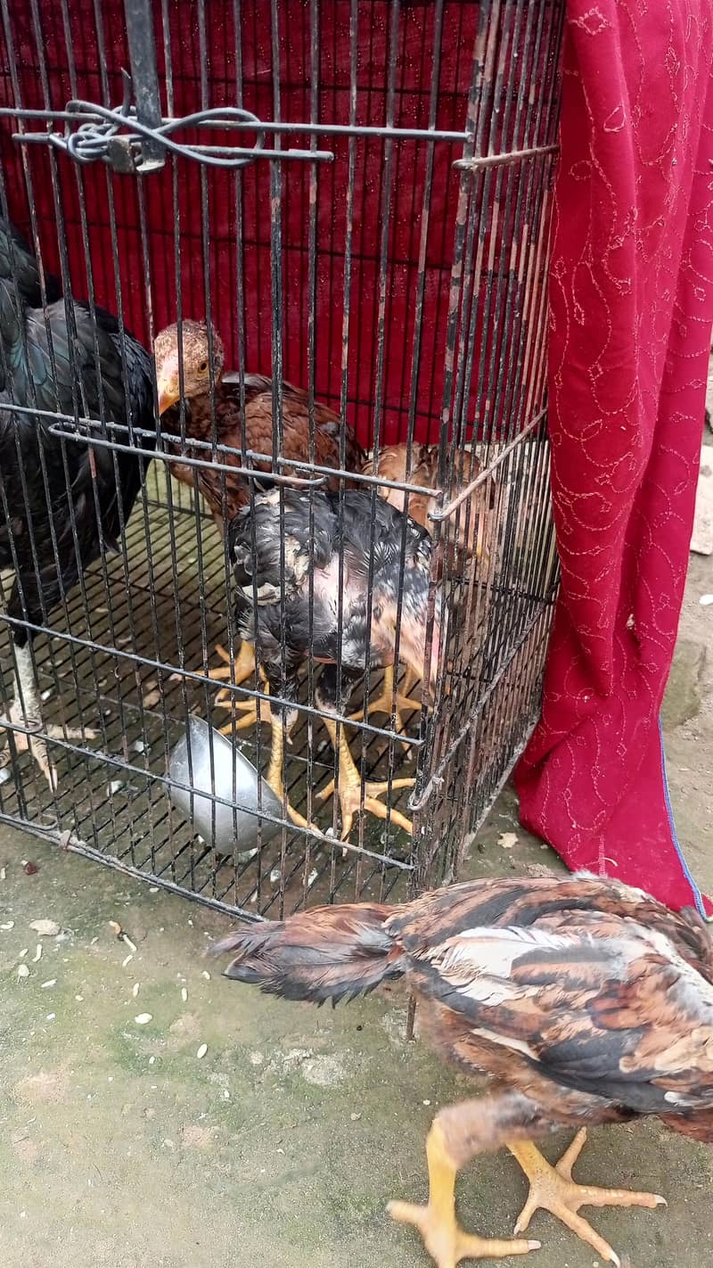 پورا شوق ہی لے لو پیار محبت کر لے گے 7