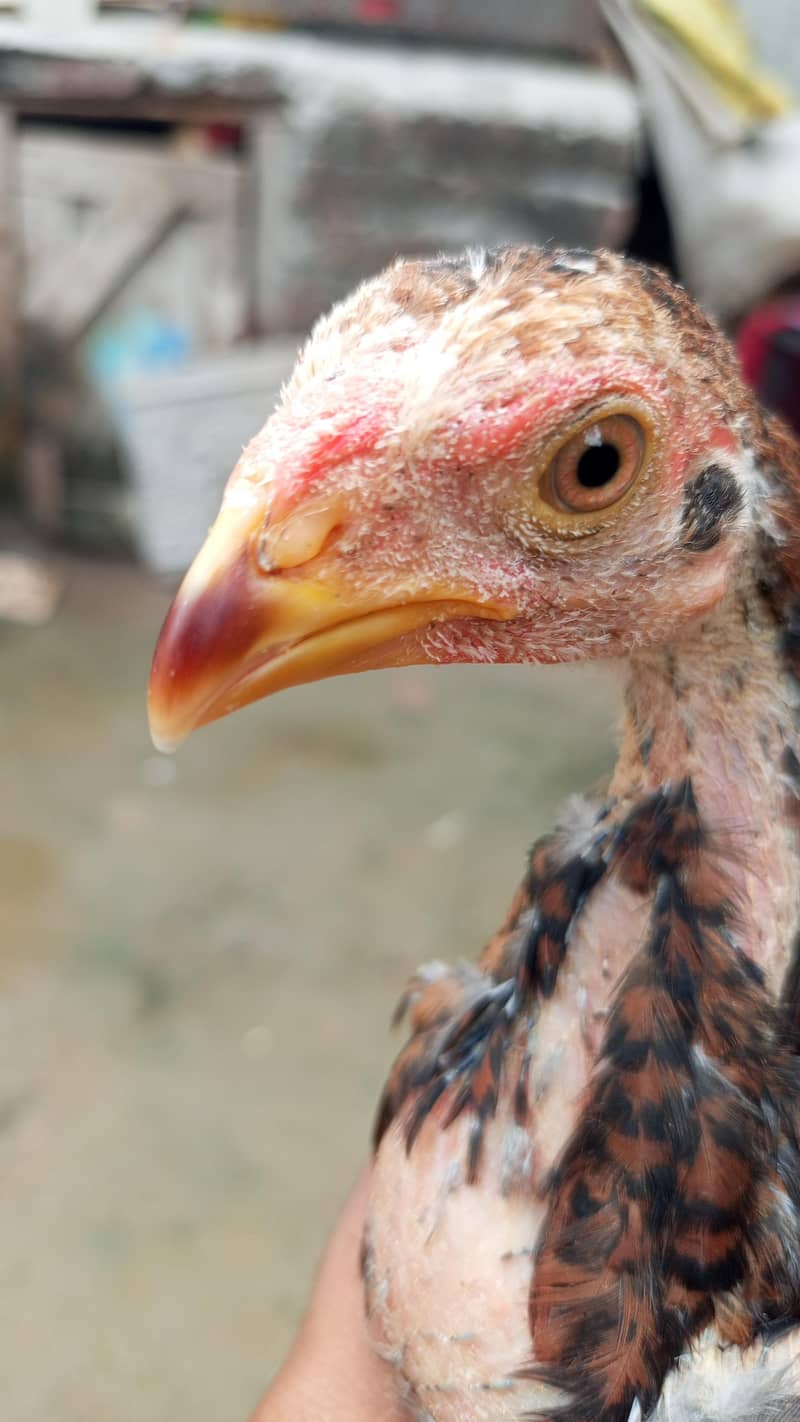 پورا شوق ہی لے لو پیار محبت کر لے گے 8