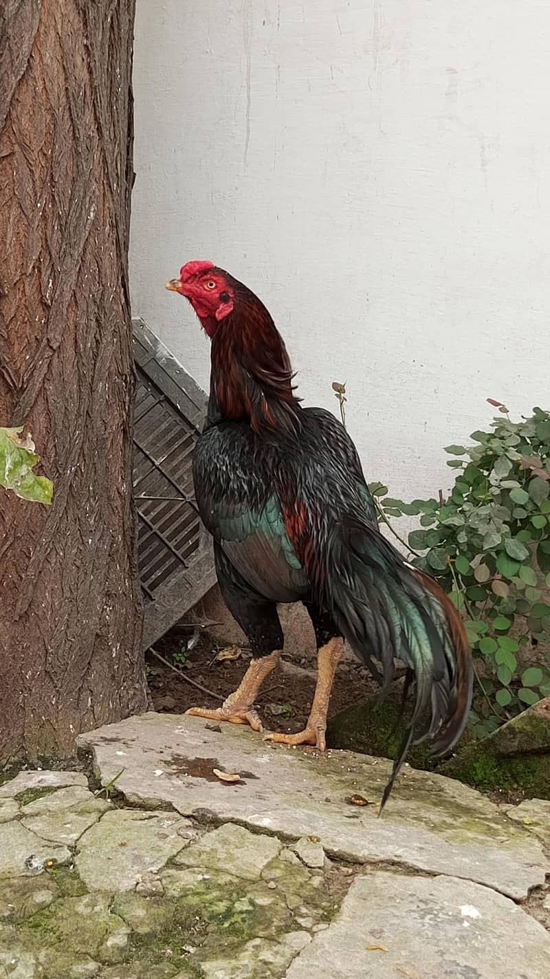 پورا شوق ہی لے لو پیار محبت کر لے گے 11