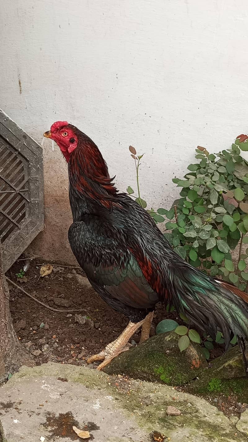 پورا شوق ہی لے لو پیار محبت کر لے گے 12