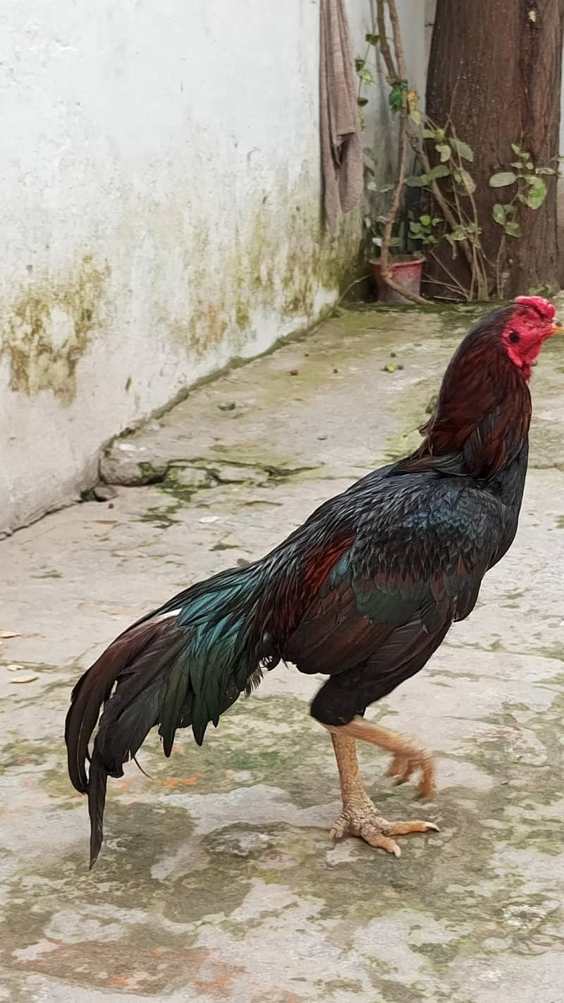 پورا شوق ہی لے لو پیار محبت کر لے گے 13