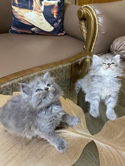 cute Persian kittens 1 months available for sale
