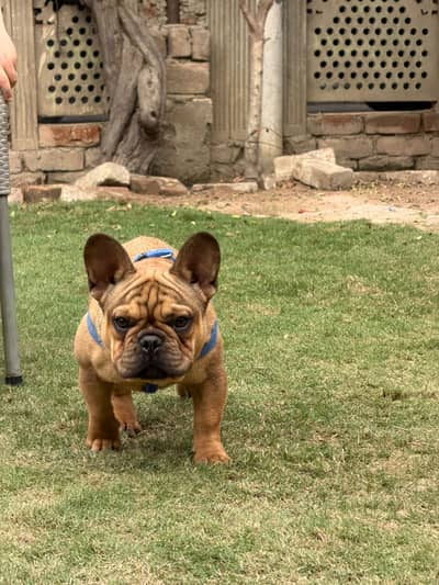 French bulldog || Bulldog Puppy || Imported French Bulldog || For sale