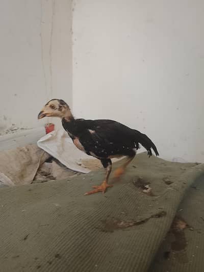 aseel mianwali Small size