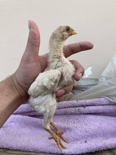 oshamo ke 3 white male bache hay ak mahene kay