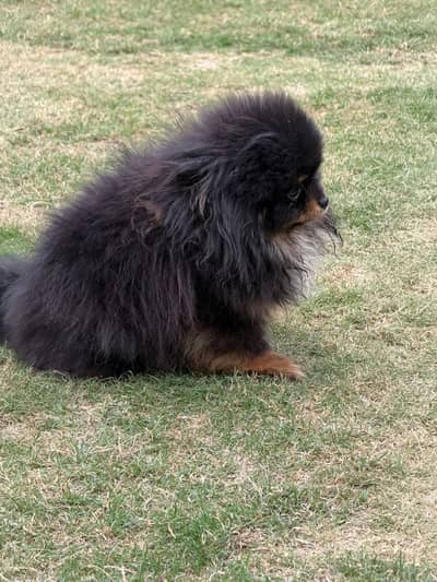 Pomeranian dog || Puppy || Pom Dog || Toy Pomeranian || Imported Pome