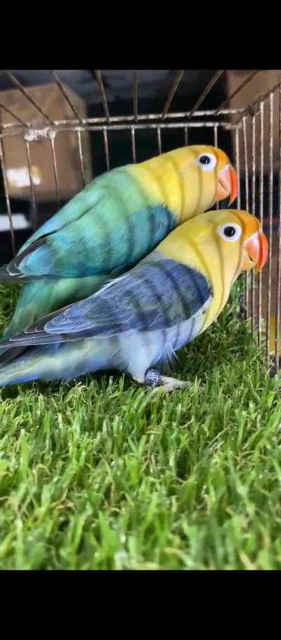 parblue opline split palefellow